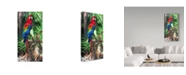 Trademark Global Robert Michaud 'Macaw' Canvas Art - 47" x 24" x 2"
